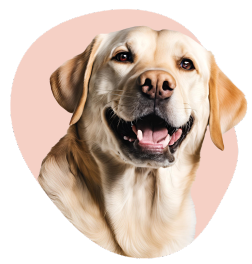Image de labrador pour le tarif MOIS SUPPLEMENTAIRES