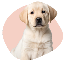 Image de labrador_chiot pour le tarif Promenades régulières