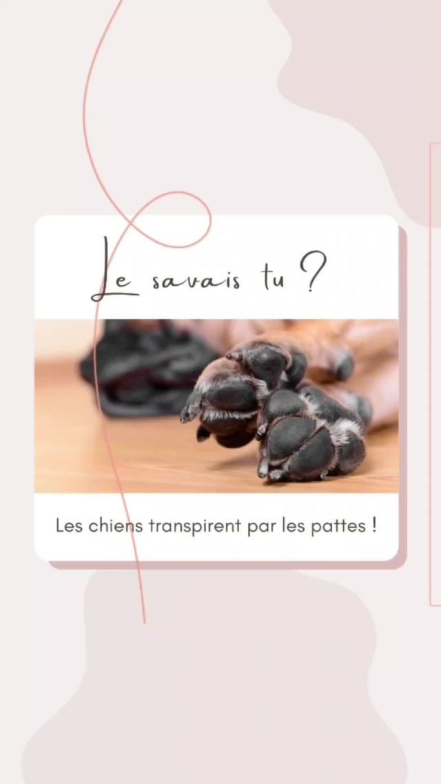 Est ce que tu savais que le chien transpire par les pattes ! 💦 

Contrairement à l'humain qui a des glandes sudoripares sur tout le corps, le chien n'en a qu'entre les coussinets ! C'est pourquoi tu as déjà sûrement pu observer des traces de pattes mouillées sur le sol après une bonne promenade. 🐾
Le halètement l’aide également à faire baisser sa température corporelle. 🐶

Mais tu l'auras sans doute remarqué, leur surface de libération de chaleur corporelle est beaucoup plus restreinte que la nôtre.

Soit bien attentif aux signes de surchauffe, comme une respiration rapide, des halètements excessifs ou des pattes trop chaudes. 🥵 ♨️

Pour aider ton chien à réguler sa température,assure-toi qu'il restent bien hydratés et à l'ombre ou à l’intérieur pendant les journées chaudes ! ☀️🌡️
.
.
.
.
.
.
.
.
.
.
#faitssurleschiens #lesaistu  #chienetchaleur #educatricecanin  #amisaquatrespattes #chien #monamilechien